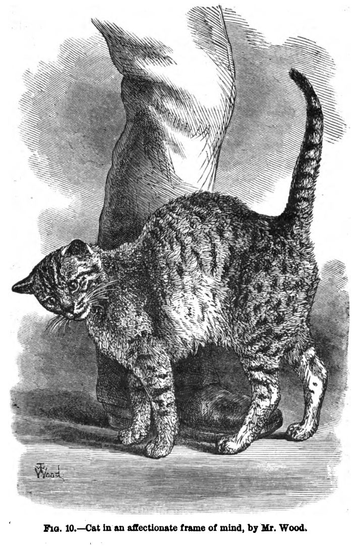 Cat in an Affectionate Frame of Mind. Fig. 10