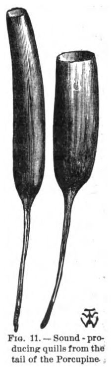 Sound Producing Quills from Tail of a Porcupine. Fig. 11
