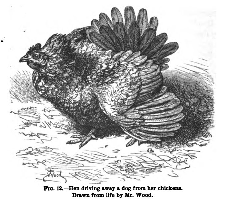 Hen Driving Away a Dog from Her Chickens. Fig. 12