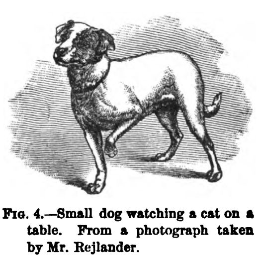 Small Dog Watching a Cat on A Table. Figure 4