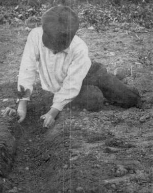 Photograph by W.H. Jenkins
Myron Transplanting his Long-rooted Strawberry Plants.