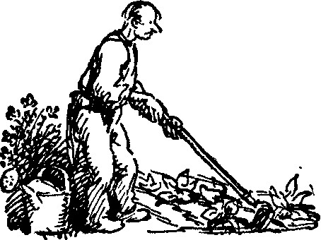 Man hoeing a garden