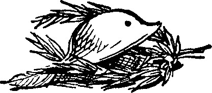 Drawing of WWI helmet resting on a laurel wreath