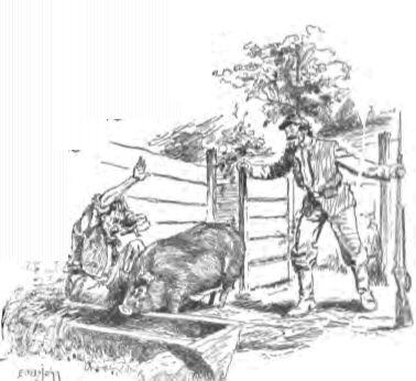 Hiding With the Pigs 242r