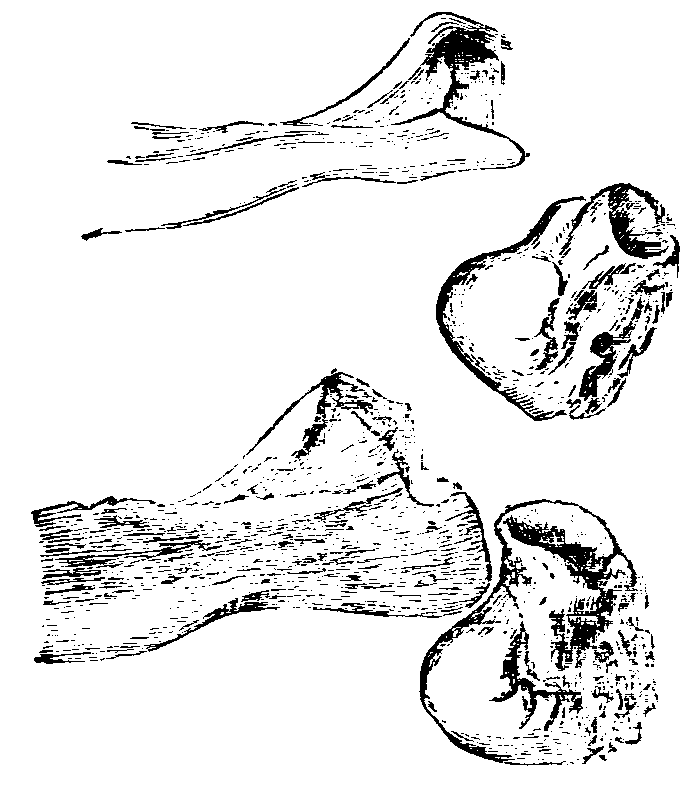 Fig. 8.--Parts of Zygomatic Arches of rabbits. Fig. 8.--Parts of Zygomatic Arches of rabbits.