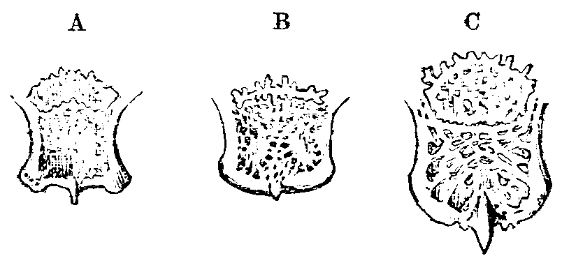Fig. 9.--Posterior ends of Skulls of rabbits. Fig. 9.--Posterior ends of Skulls of rabbits.