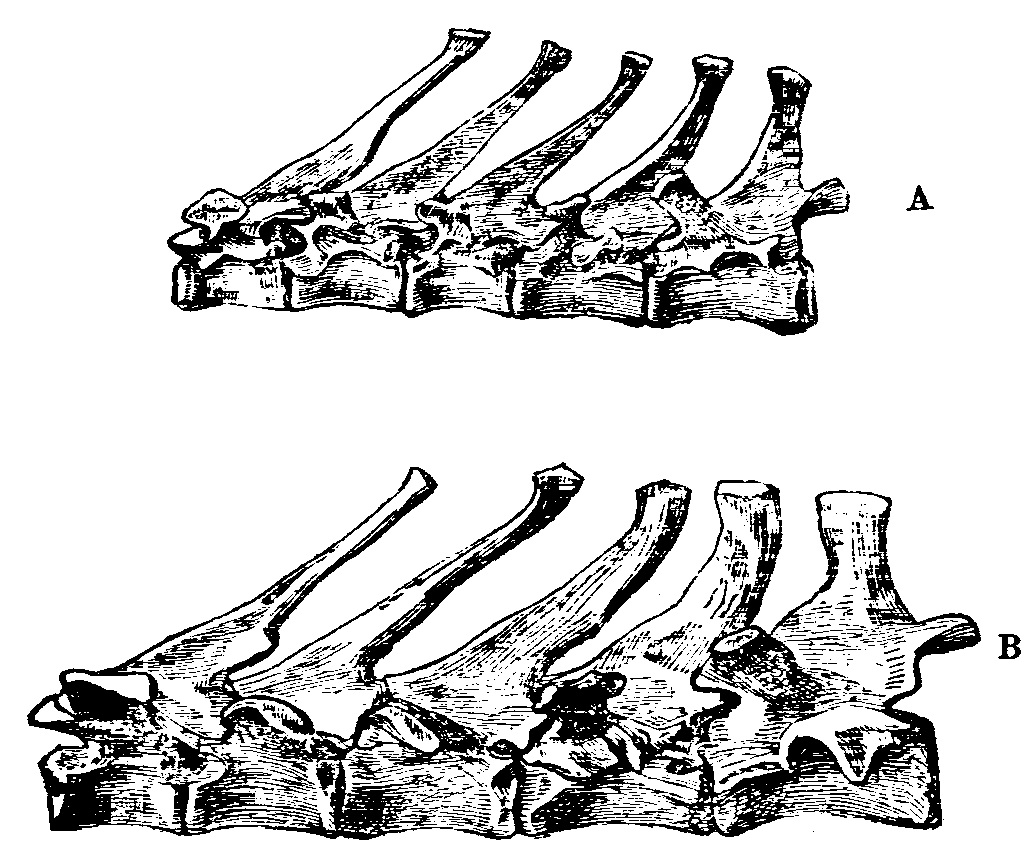 Fig. 14.--Dorsal Vertebræ of Rabbits. Fig. 14.--Dorsal Vertebræ of Rabbits.