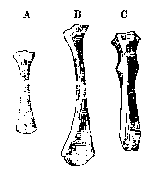 Fig. 15.--Terminal bones of Sterna of Rabbits. Fig. 15.--Terminal bones of Sterna of Rabbits.