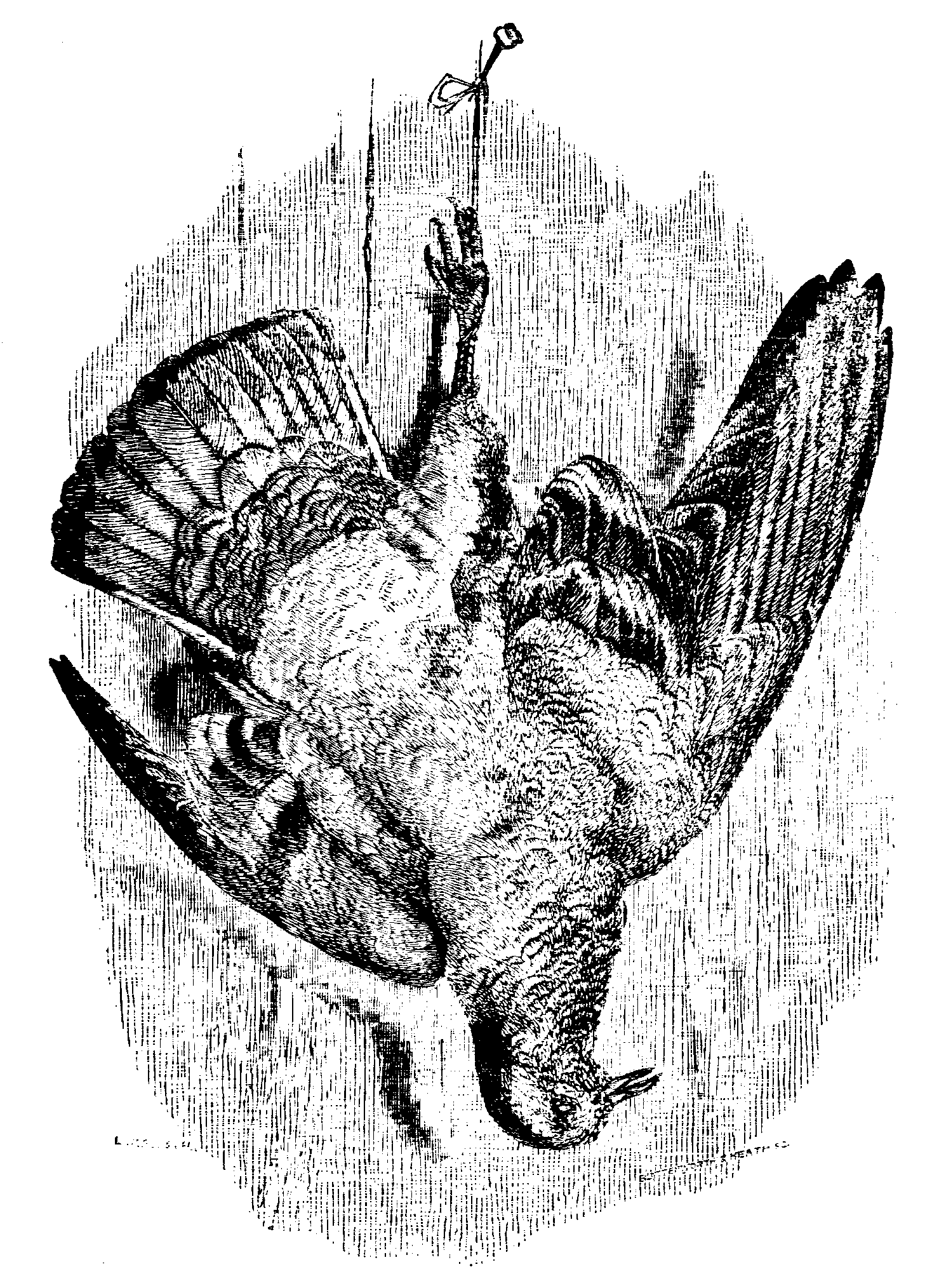 Fig. 17.--The Rock-pigeon. Fig. 17.--The Rock-pigeon.