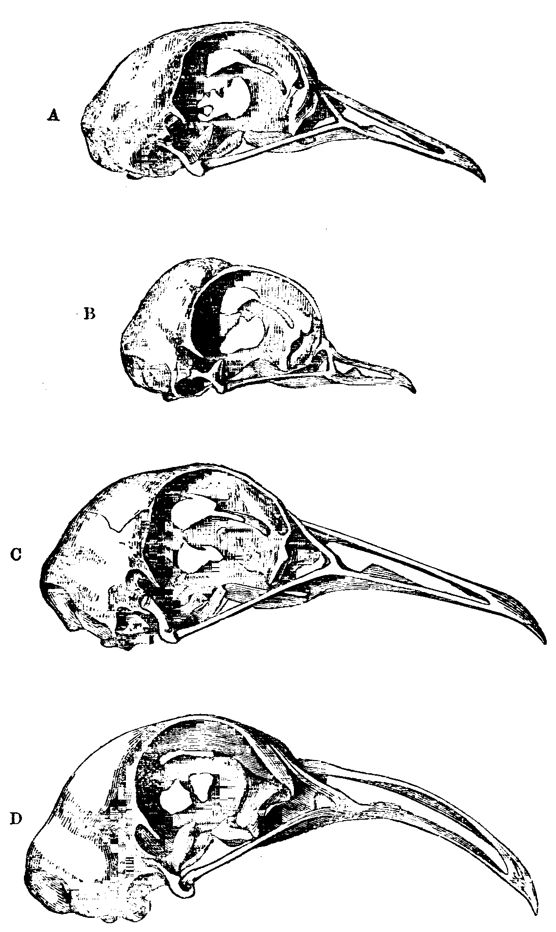 Fig. 24.--Skulls of Pigeons. Fig. 24.--Skulls of Pigeons.