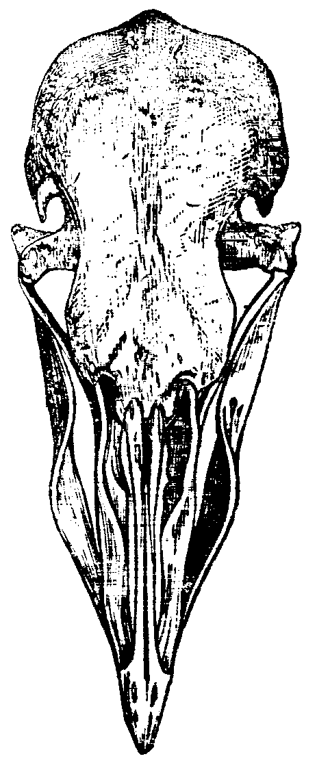 Fig. 26.--Skull of Runt. Fig. 26.--Skull of Runt.