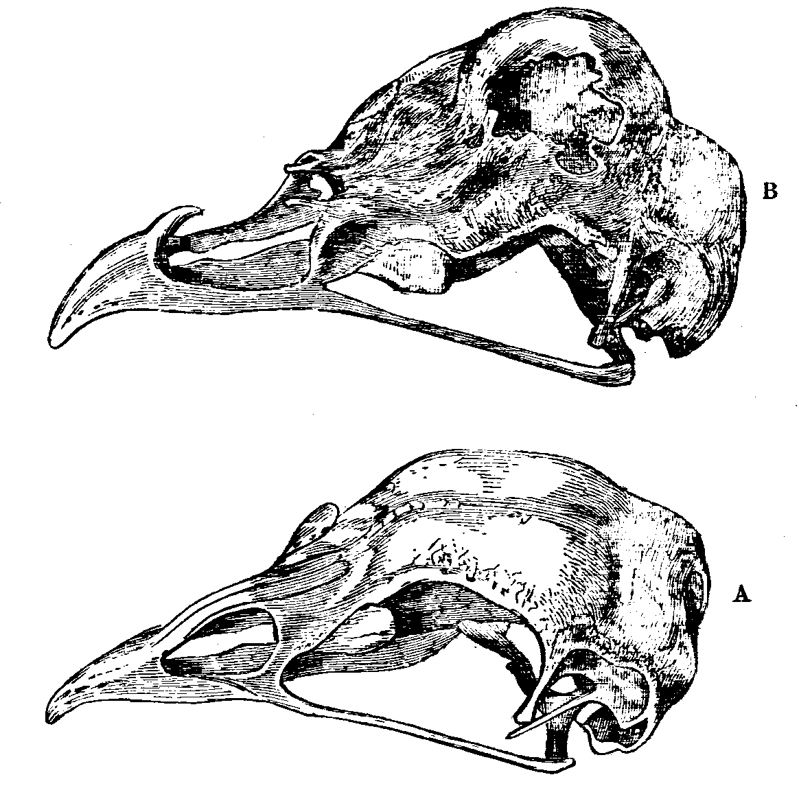 Fig. 34.--Skulls of Fowls. Fig. 34.--Skulls of Fowls.