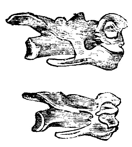 Fig. 37.--Cervical Vertebræ of Fowls. Fig. 37.--Cervical Vertebræ of Fowls.
