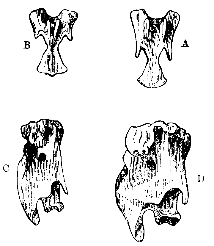 Fig. 40.--Cervical Vertebræ of Ducks. Fig. 40.--Cervical Vertebræ of Ducks.