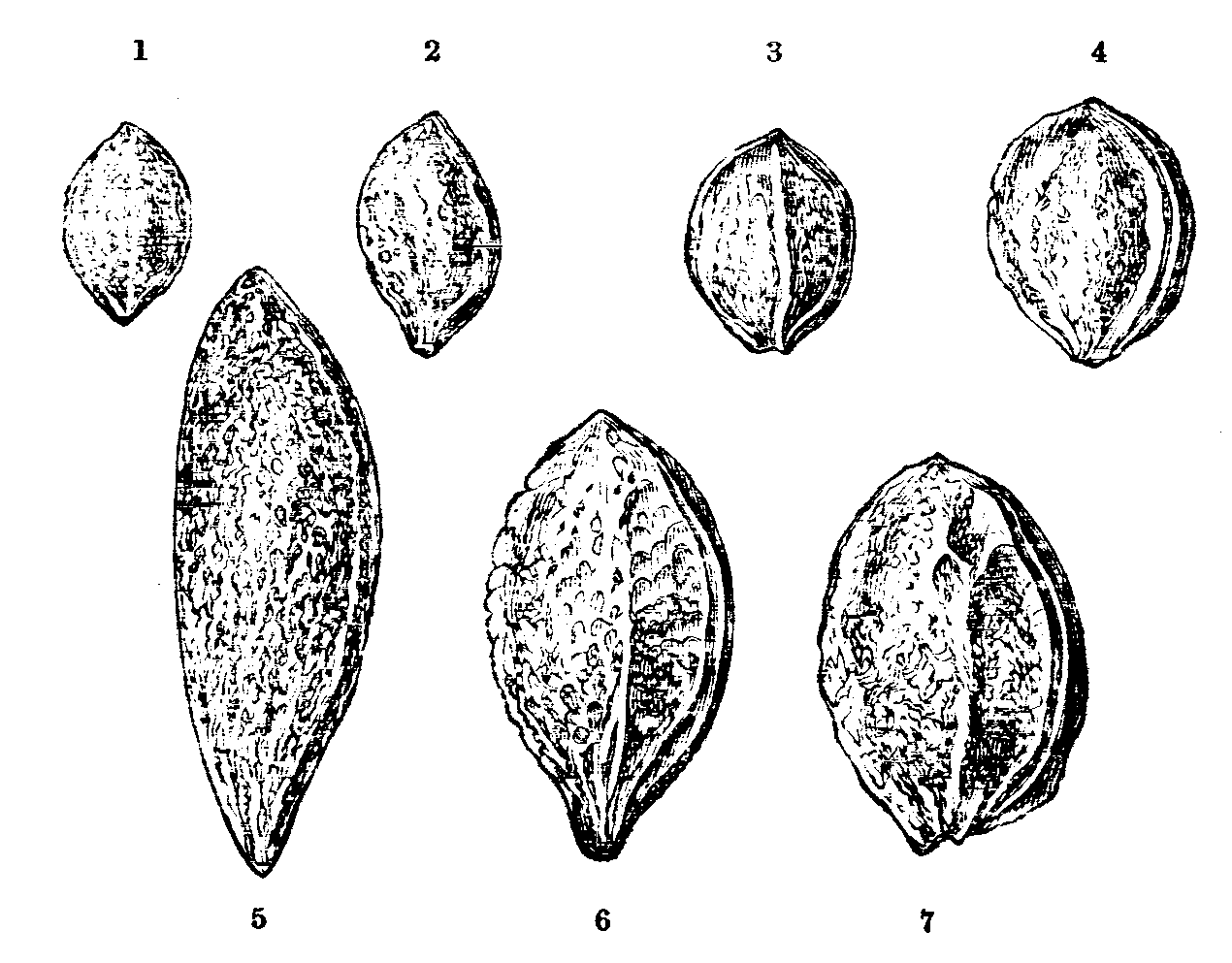 Fig. 43.--Plum Stones. Fig. 43.--Plum Stones.