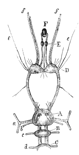 Anterior portion of the nervous system in Lepas fascicularis. Anterior portion of the nervous system in Lepas fascicularis.