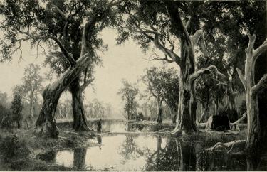 A TYPICAL AUSTRALIAN BACK-COUNTRY SCENE.
By H. J. Johnstone, a great painter who died unknown.