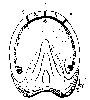 LOWER SURFACE OF FOOT SHOWING POSITION OF THE GROOVES MADE IN THE TREATMENT OF LAMINITIS.