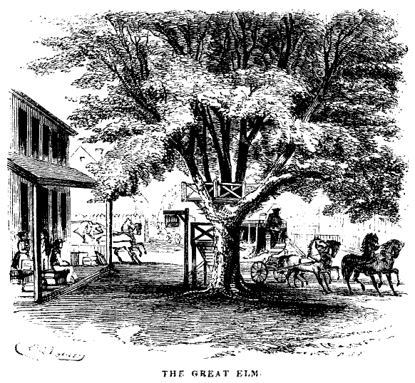 The Great Elm