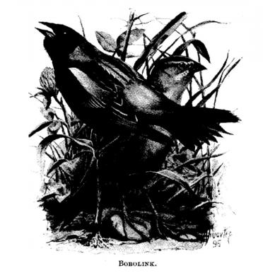 Bobolink.