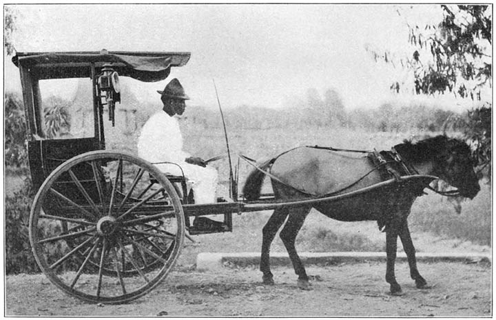 “The Rat-pony and the Two-wheeled Nightmare”