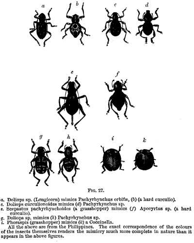 FIG. 27. a. Doliops sp. (Longicorn) mimics Pachyrhynchus orbifae. FIG. 27.—a. Doliops sp. (Longicorn) mimics Pachyrhynchus orbifae.