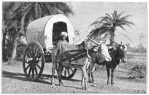 Ossenkarretje uit Gudsjerat.