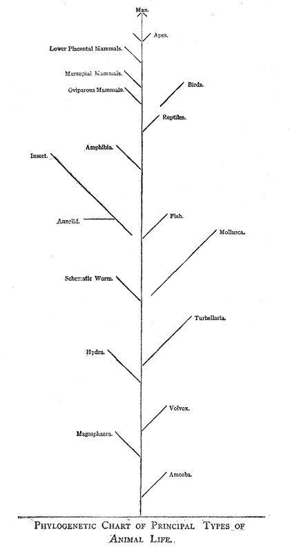 Phylogenetic Chart PHYLOGENETIC CHART OF PRINCIPLE TYPES OF ANIMAL LIFE.