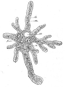 Figure 1 1. AMŒBA PROTEUS. HERTWIG, FROM LEIDY.