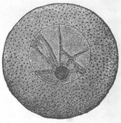 Figure 3 3. IMMATURE EGG-SHELL FROM OVARY OF ECHINODERM. HATSCHEK, FROM HERTWIG.