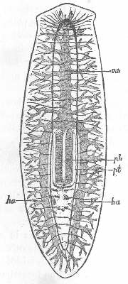 Figure 5 5. TURBELLARIAN. LANG.