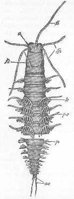 Figure 7 7. EUNICE LIMOSA (ANNELID). LANG, FROM EHLERS.
