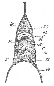 Figure 10 10. CROSS-SECTION OF AXIAL SKELETON OF PETROMYZON. HERTWIG, FROM HIEDERSHEIM.