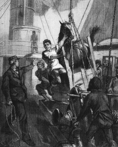 A HORSE AT SEA. A HORSE AT SEA.