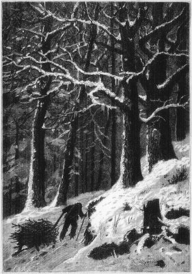 THE WOODS IN WINTER. THE WOODS IN WINTER.