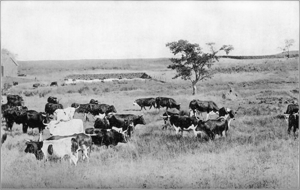 Boer Cattle Farm Near Majuba.