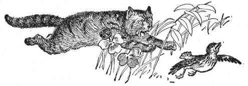 Cat and Bird Cat and Bird