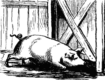 PIG TRYING TO ESCAPE PIG TRYING TO ESCAPE