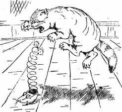 A little rough handling... cat chases rat