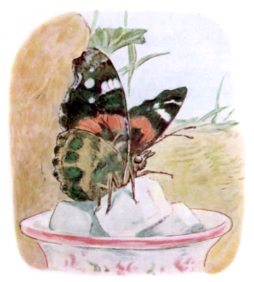 Butterfly tasting the sugar Butterfly tasting the sugar