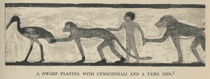 079.jpg a Dwarf Playing With Cynocephali and A Tame Ibis