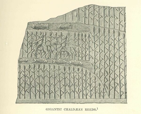 025.jpg Gigantic ChaldÆan Reeds