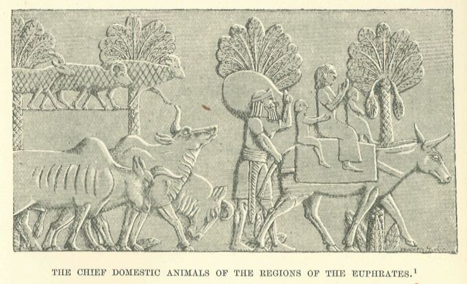 036.jpg the Chief Domestic Animals Op The Regions of The Euphrates.