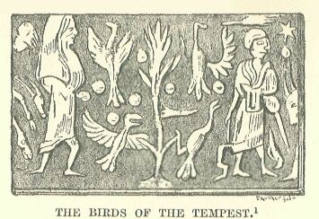 177.jpg the Birds of The Tempest