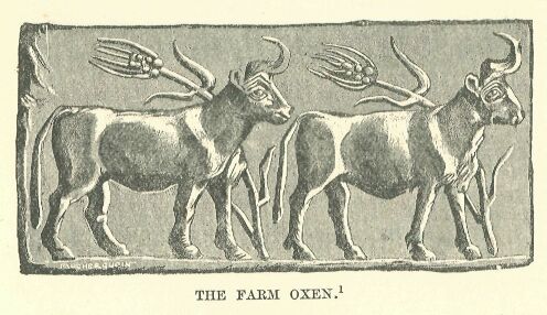 327.jpg the Farm Oxen
