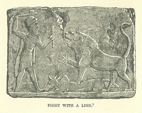 330.jpg Fight With a Lion