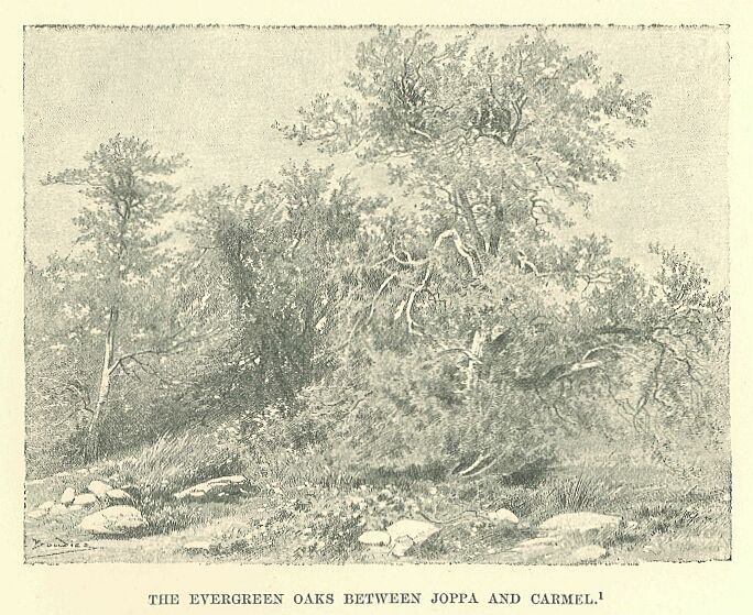 196.jpg the Evergreen Oaks Between Joppa and Carmel