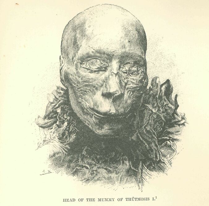 353.jpg Head of the Mummy Of ThÛtmosis I.