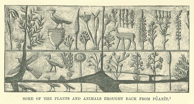 380.jpg Some of the Plants and Animals Brought Back From PuanÎt