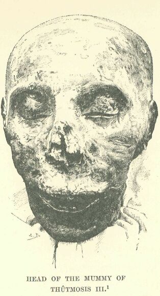 041.jpg Head of the Mummy Of ThÛtmosis III.
